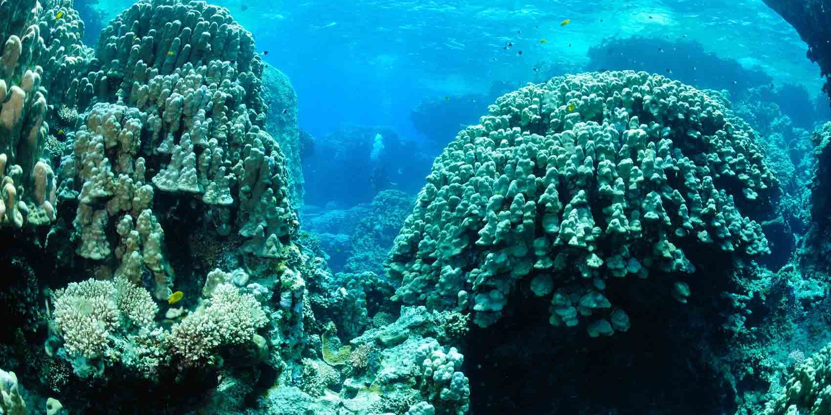 arrecife de coral duro