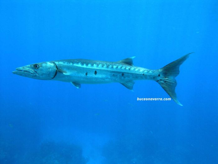 barracuda en Roatan Las Islas de la Bahia en Honduras