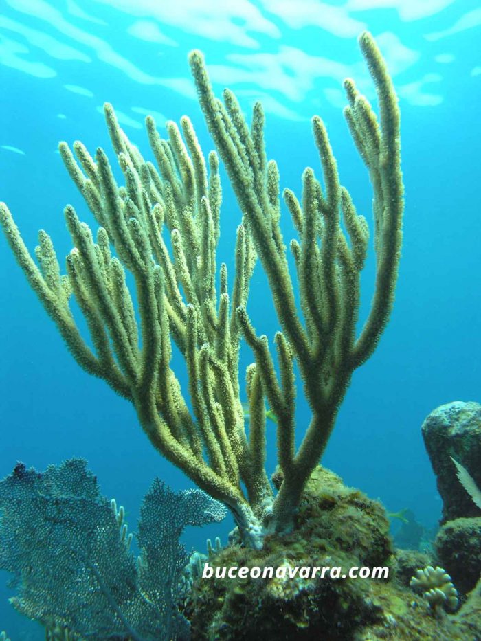 coral cuerno de alce