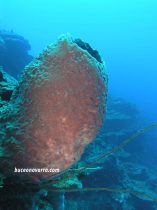 coral-barril en Roatan Las Islas de la Bahia en Honduras
