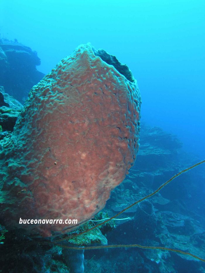 coral-barril en Roatan Las Islas de la Bahia en Honduras