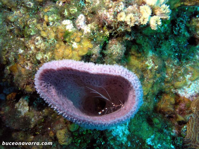 esponja-y-gamba en Roatan Las Islas de la Bahia en Honduras