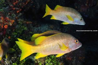 peces