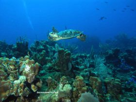 pequeña tortuga