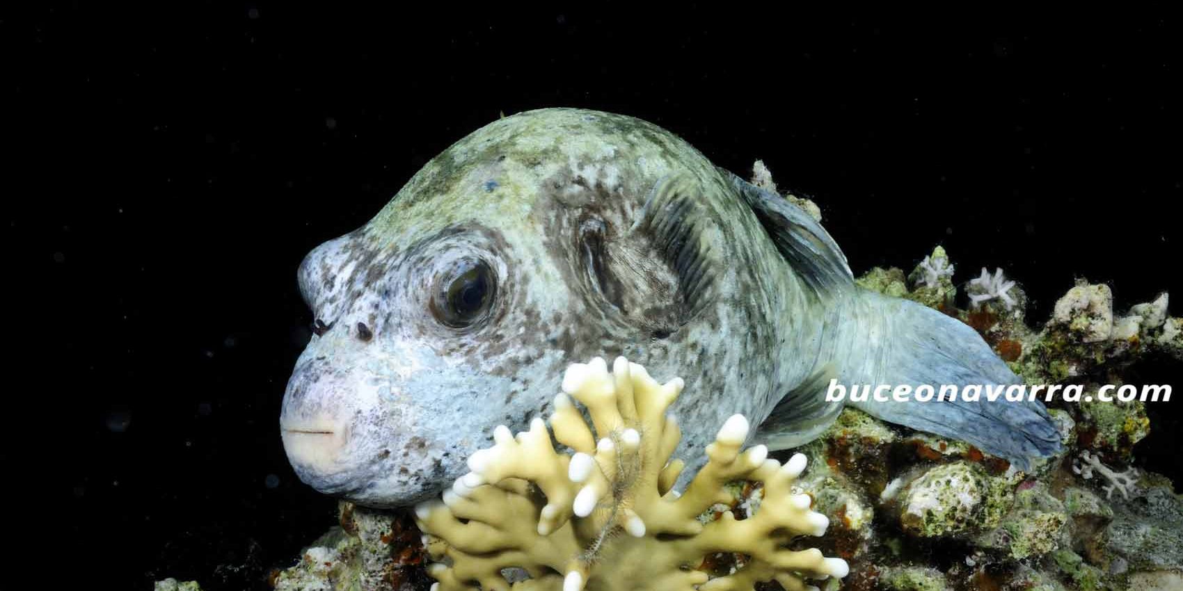 pez globo sobre el coral