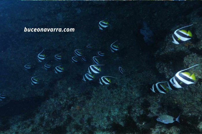 peces mariposa estandarte