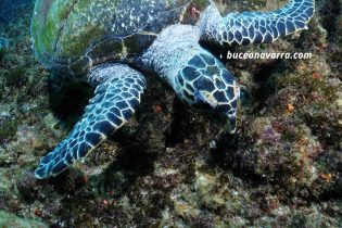 tortuga