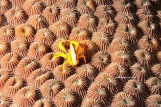 galatea sobre coral