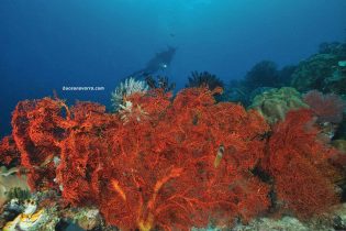 gorgonias rojas gigantes