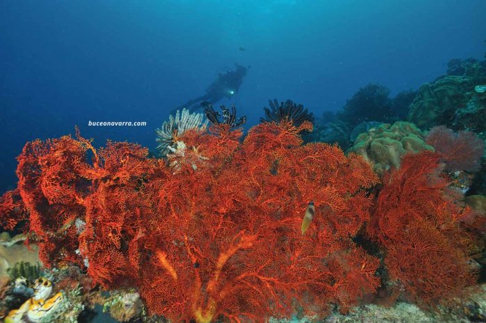 gorgonias rojas gigantes