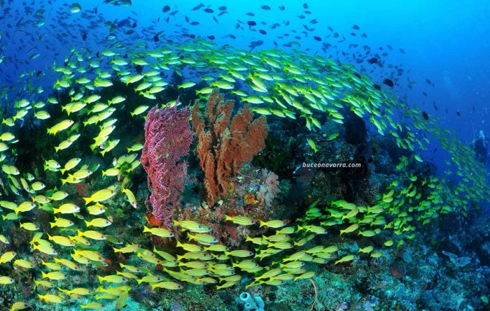 banco de peces labios dulces en círculo alrededor de unas gorgonias