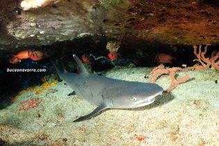 tiburón nodriza posado