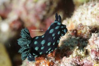 nudibranquio verde