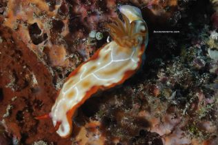 nudibranquio