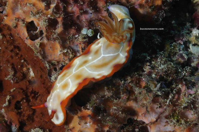 nudibranquio
