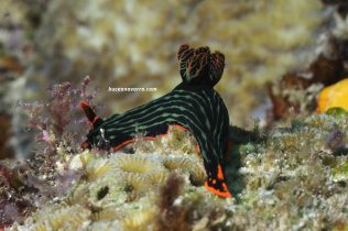 nudibranquio verde