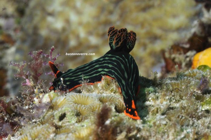nudibranquio verde