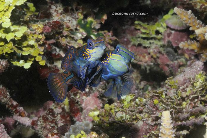 pareja de peces mandarines apareándose