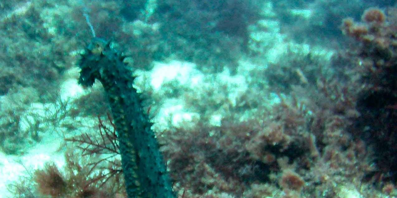 Caja con ruedas - Buceo Navarra