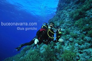 pareja de buceadores en intercambio de octopus