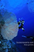 Elisa y gorgonia