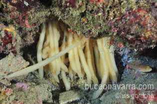 puesta de huevos de calamar