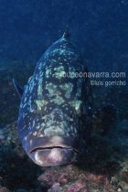 mero de las Islas Medas