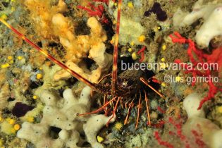 langosta con las antenas fuera
