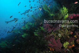 paisaje submarino de las Islas Medas