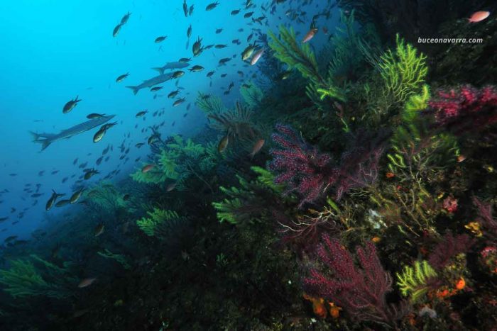 paisaje submarino de las Islas Medas