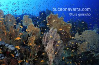 bonito arrecife de gorgonias con antias