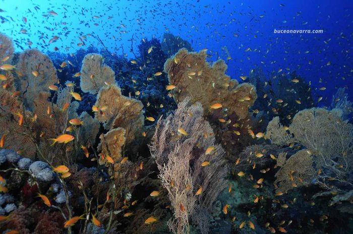 bonito arrecife de gorgonias con antias
