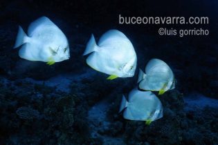 banco de peces murciélago o platax