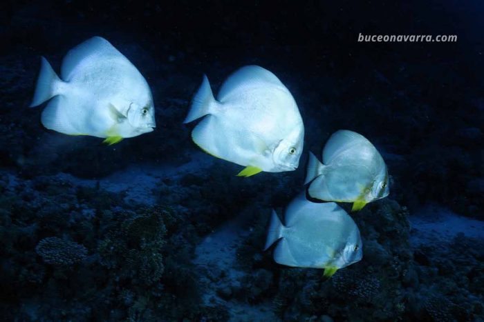 banco de peces murciélago o platax