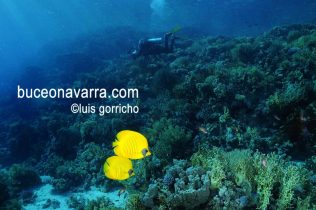 peces mariposa siempre en parejas