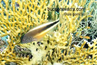 pez halcón posado en el coral