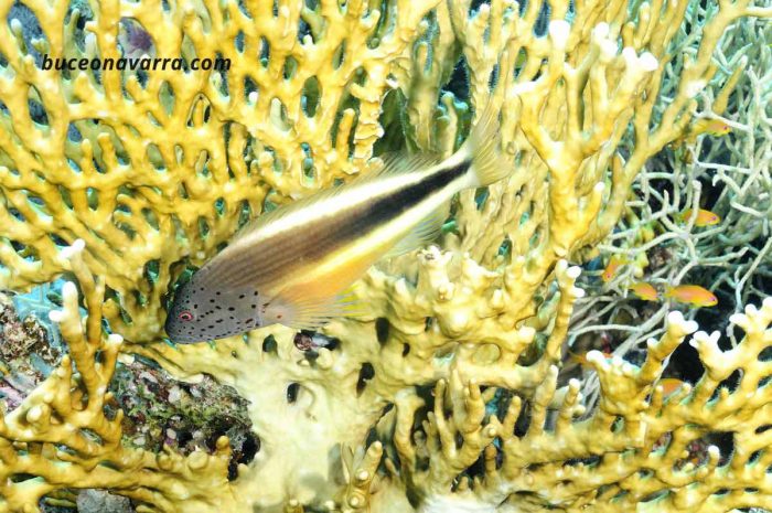 pez halcón posado en el coral