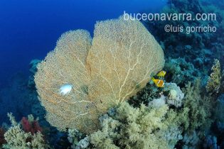 gorgonia gigante