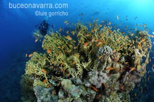 paisaje de coral de fuego