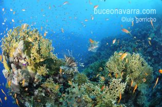 paisaje de coral de fuego