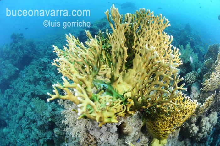 coral de fuego