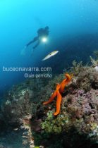 estrella roja con pez doncella y posando un buceador
