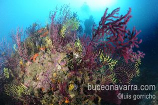 gorgonias de diversos colores