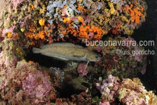 brótola, pez con barbas