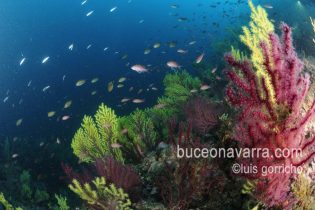 Paisaje submarino con gorgonias