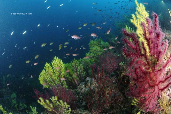 Paisaje submarino con gorgonias