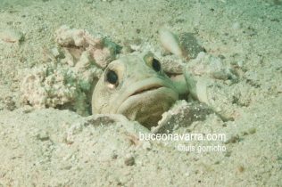 pez bocón asomándose