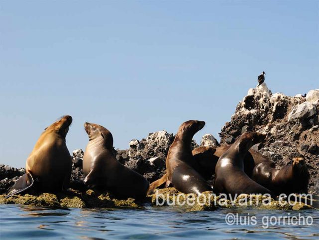 lobitos al sol en la lobera