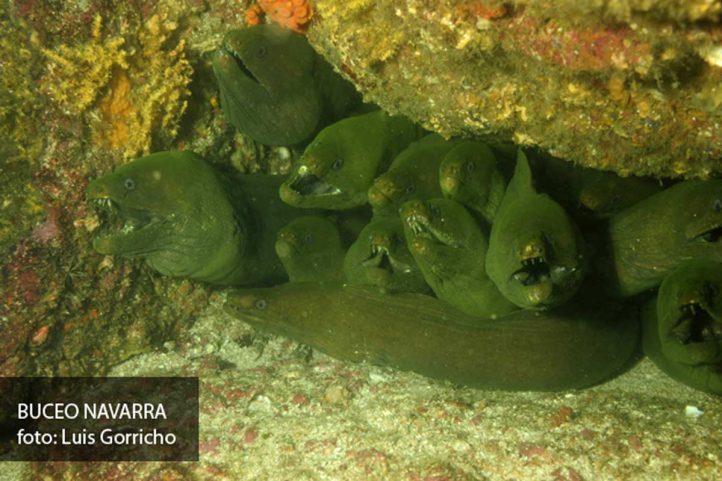 agujero con 12 morenas