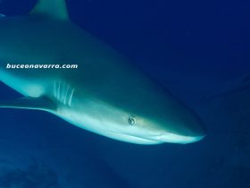 Tiburon